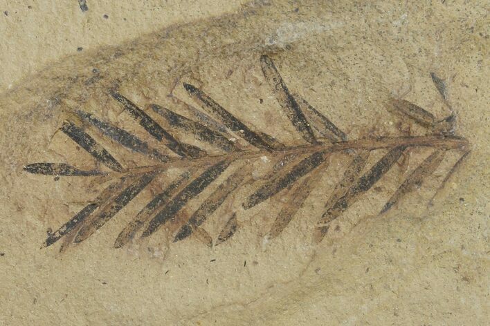 Dawn Redwood (Metasequoia) Fossil - Montana #126617